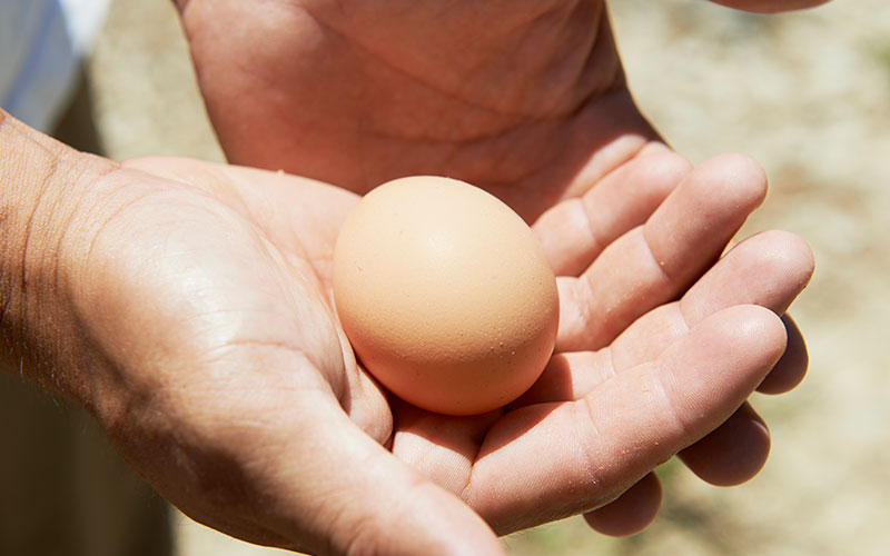 手のひらにのせた産みたての卵は温かい