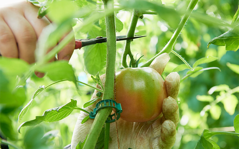 トマトの収穫でハサミを入れているところ