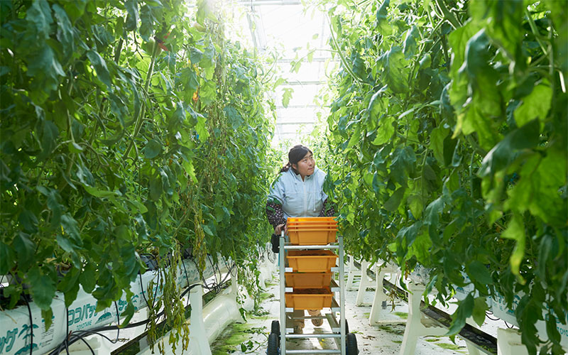 トマトの生育状態を見ながら収穫を見定める女性スタッフ