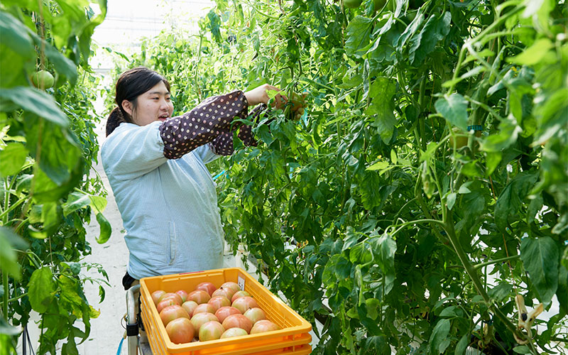 みつけた！色づいたトマトを収穫する女性スタッフ