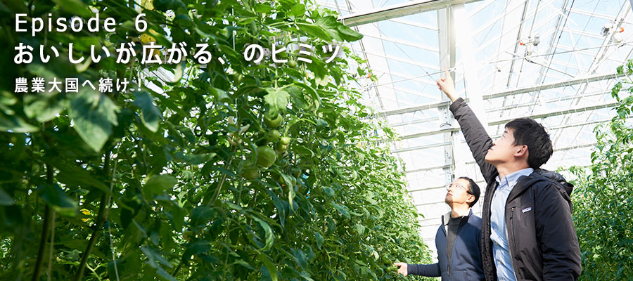 オランダ式のトマト栽培を見上げる上田さんと取材班