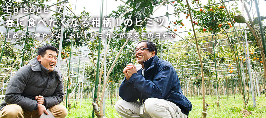 みかん研究所中田所長と育つ枝を見上げる取材班