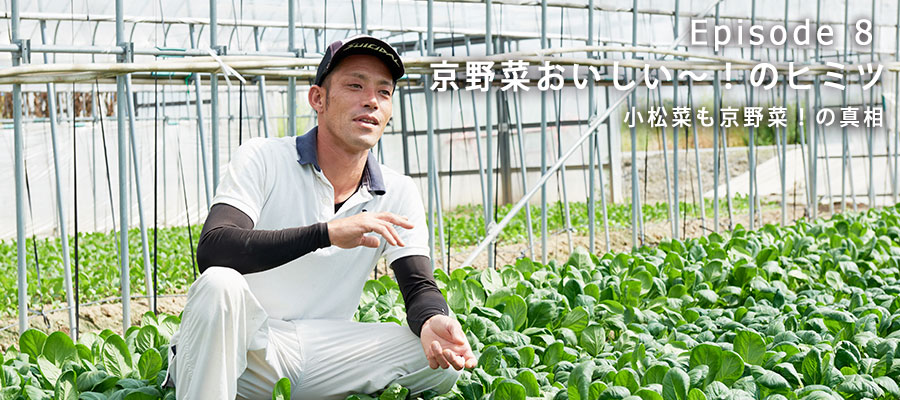 京都久御山・上田農園の小松菜畑、上田芳樹さんの写真