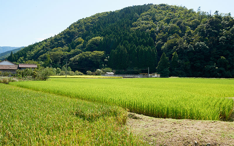 広い飼料米畑の風景
